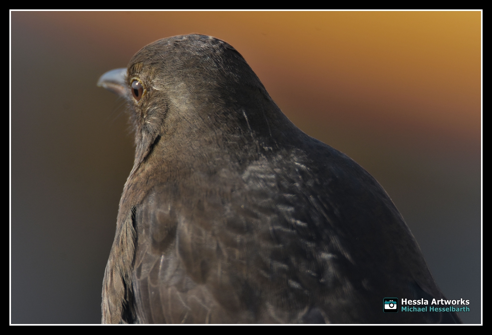 Amsel im Sonnenschein