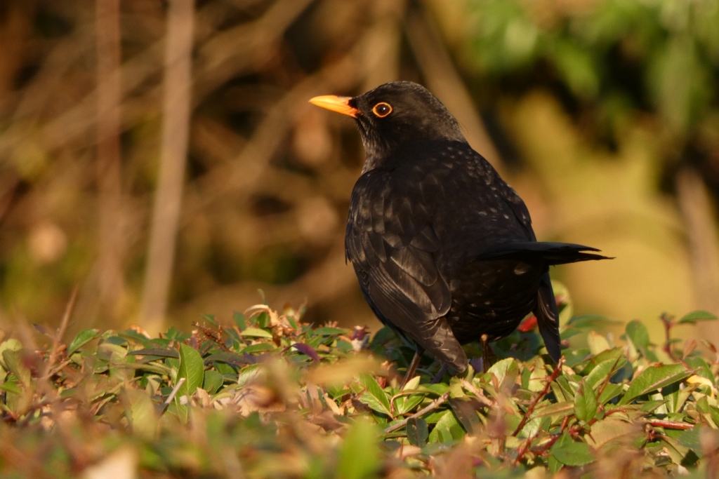 Amsel im Sonnenschein