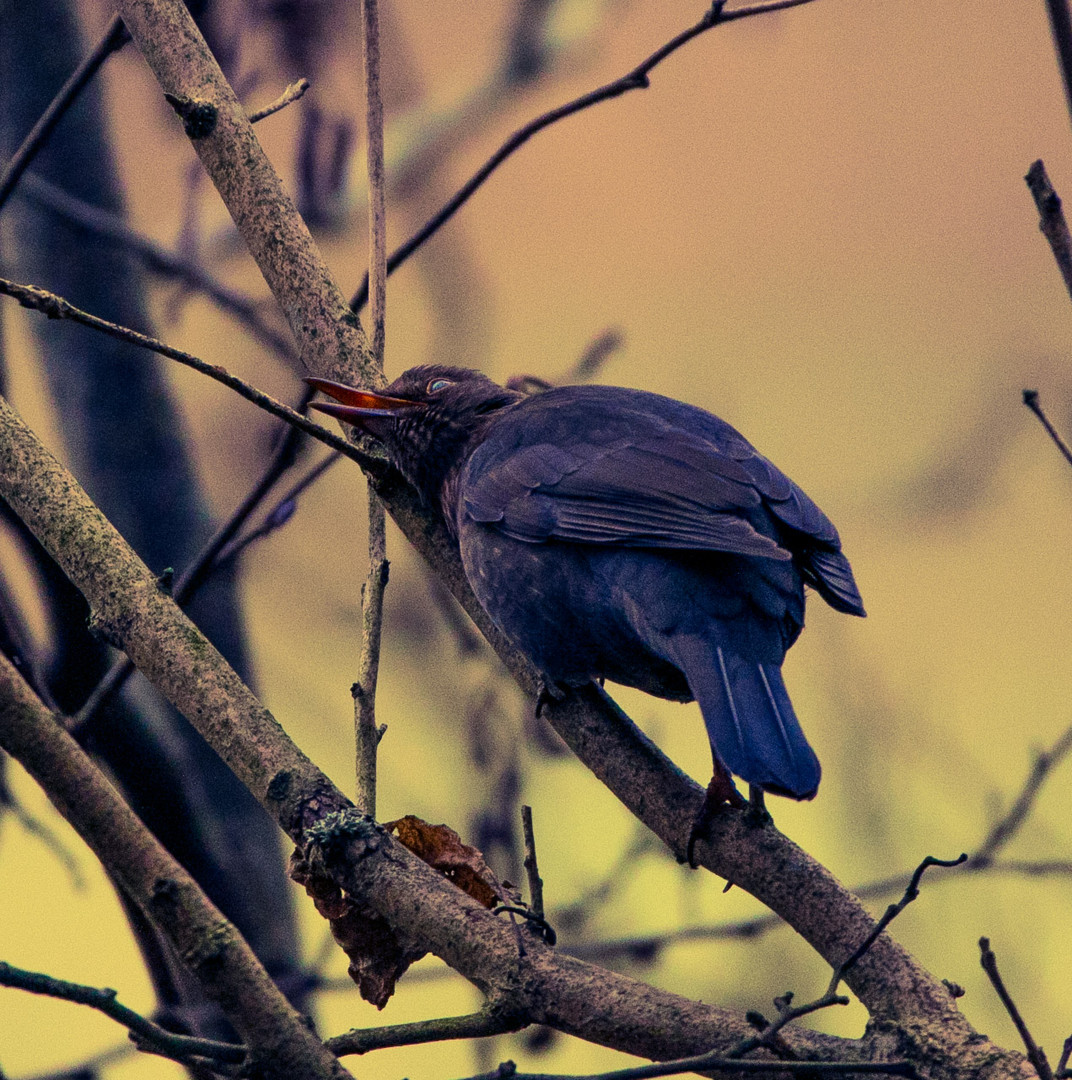 Amsel im Spa