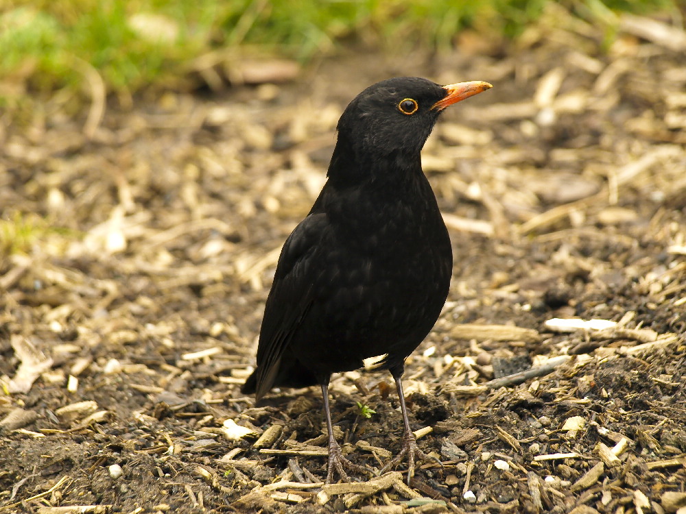 Amsel im Stadtpark