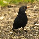 Amsel im Stadtpark