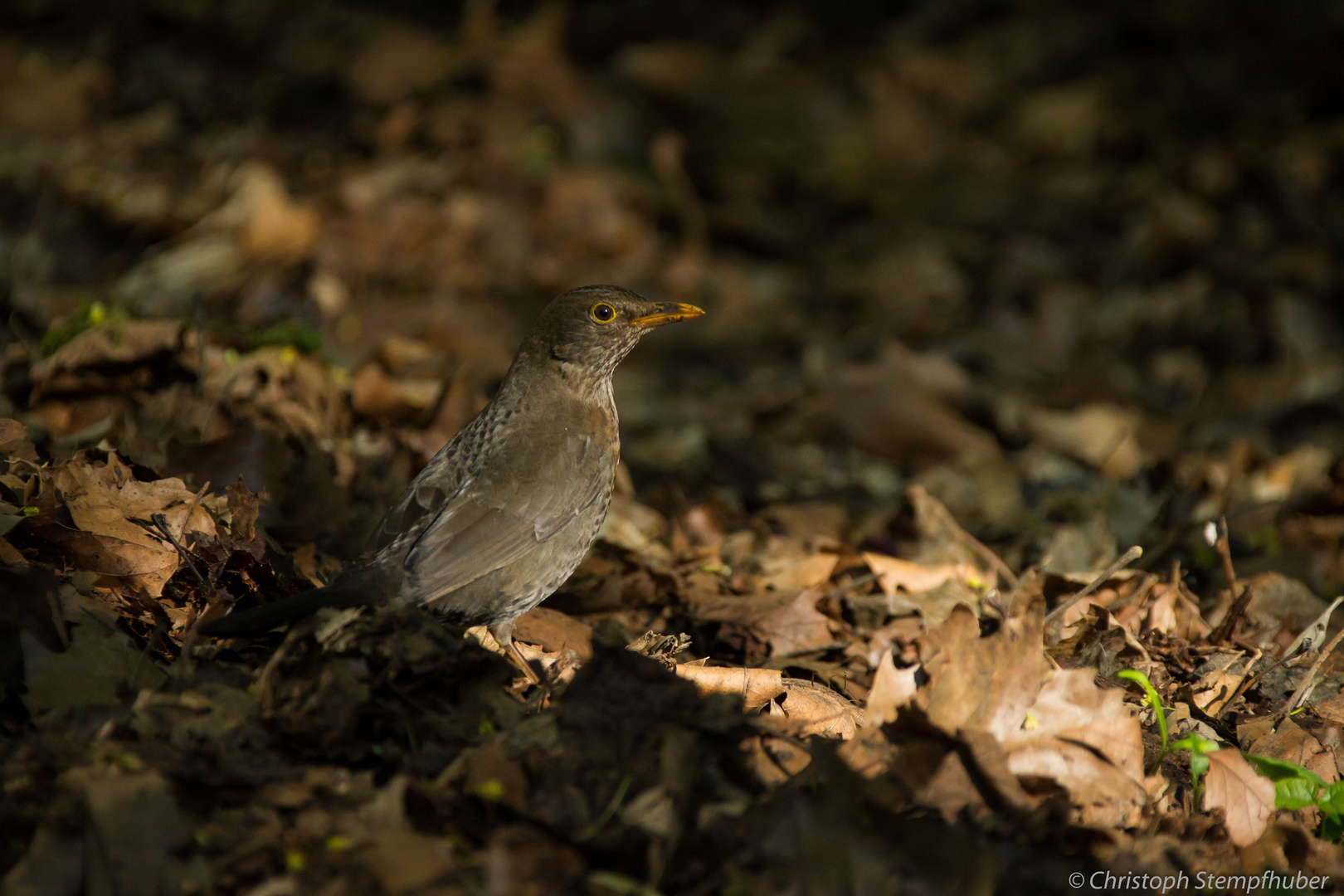 Amsel im Streiflicht