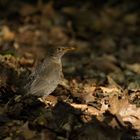 Amsel im Streiflicht