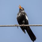 Amsel im Tarnkleid