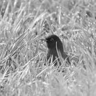 Amsel im taufrischen Gras