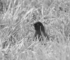 Amsel im taufrischen Gras