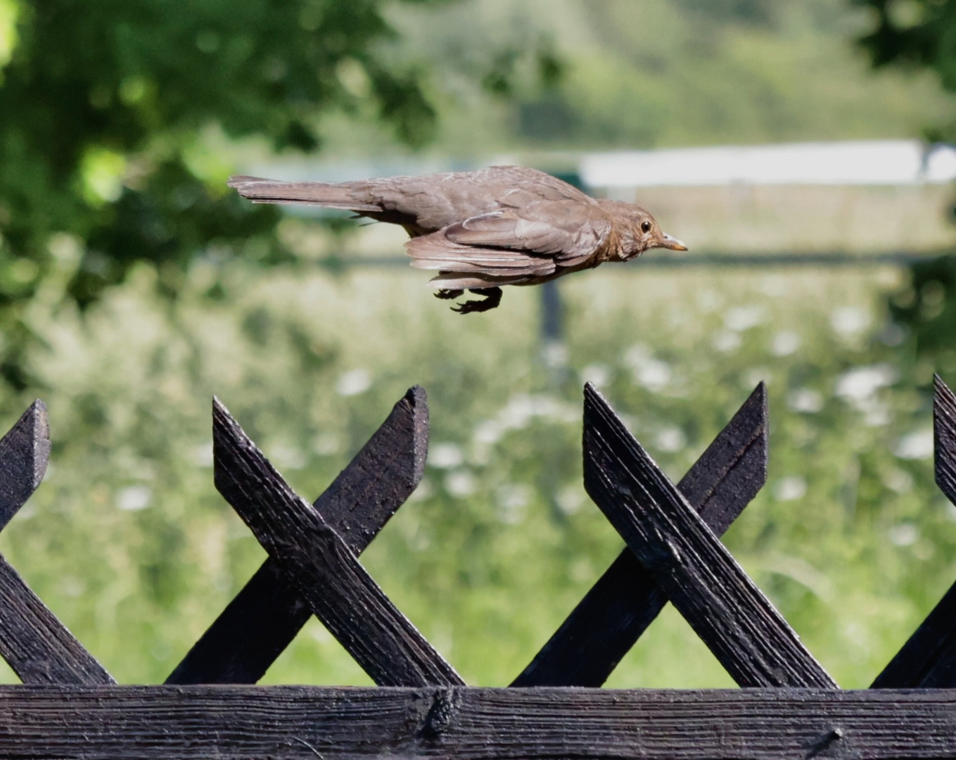 Amsel im Tiefflug