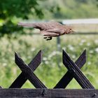 Amsel im Tiefflug