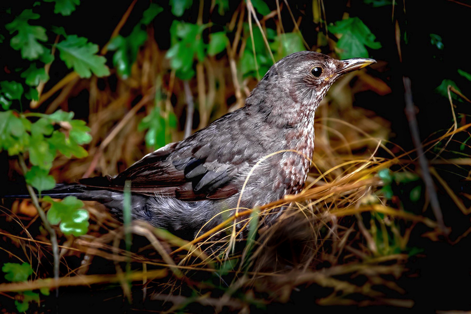 Amsel im Unterholz