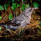 Amsel im Unterholz