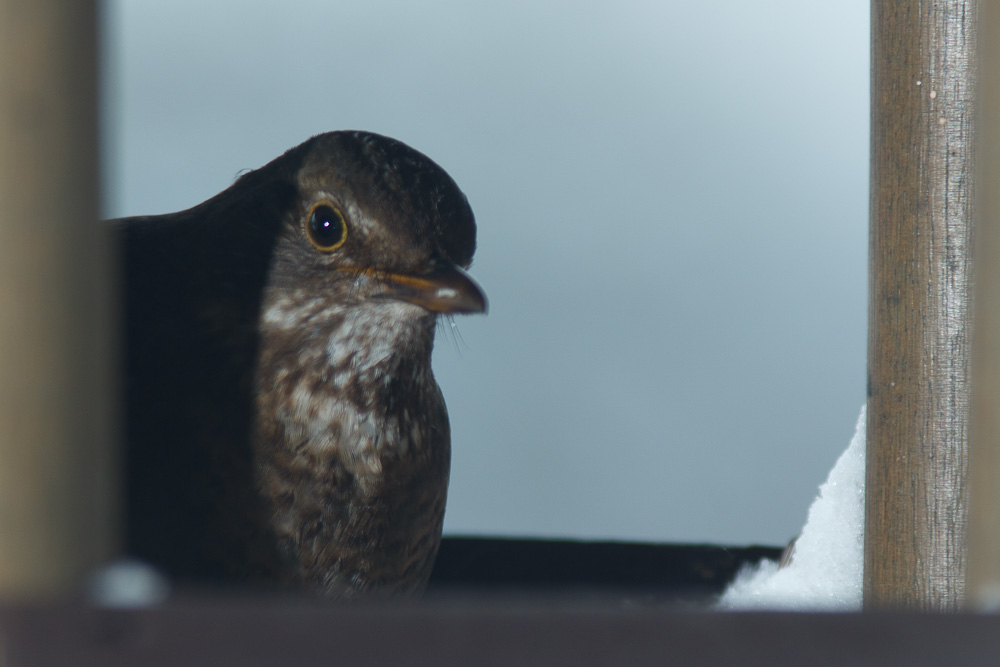 Amsel im Vogelhäuschen