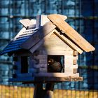 Amsel im Vogelhaus