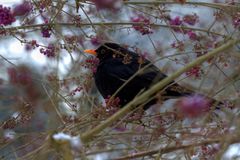 Amsel im Vorgarten