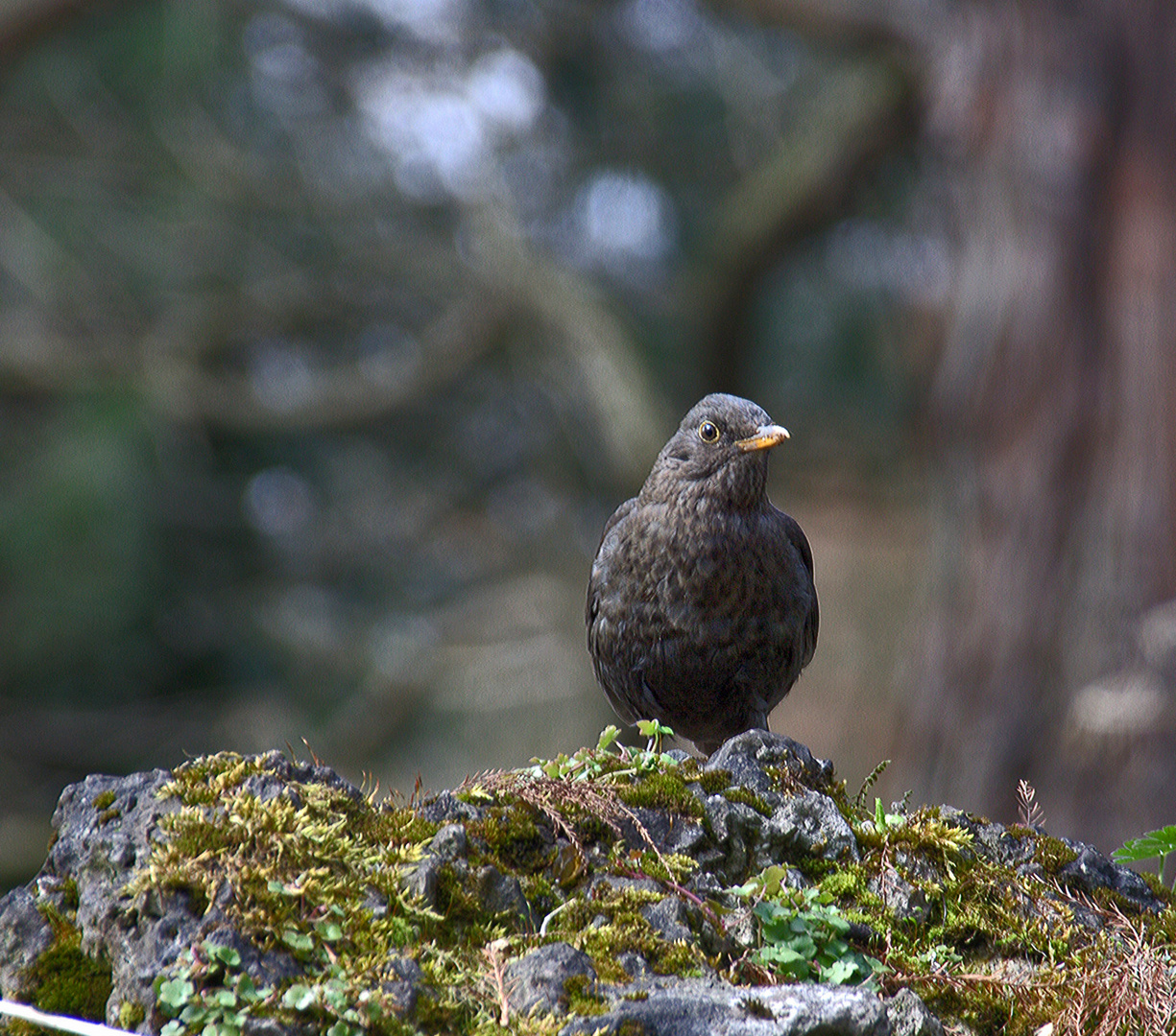 Amsel im Wald....