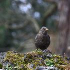 Amsel im Wald....