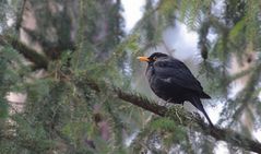 Amsel im Wald - aber wie lange noch, wenn der Virus wirkt?