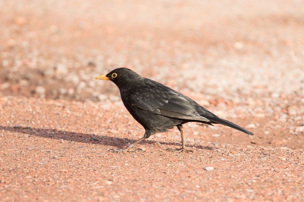 Amsel I'm walking