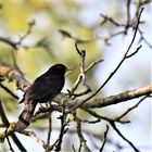 Amsel im Walnussbaum