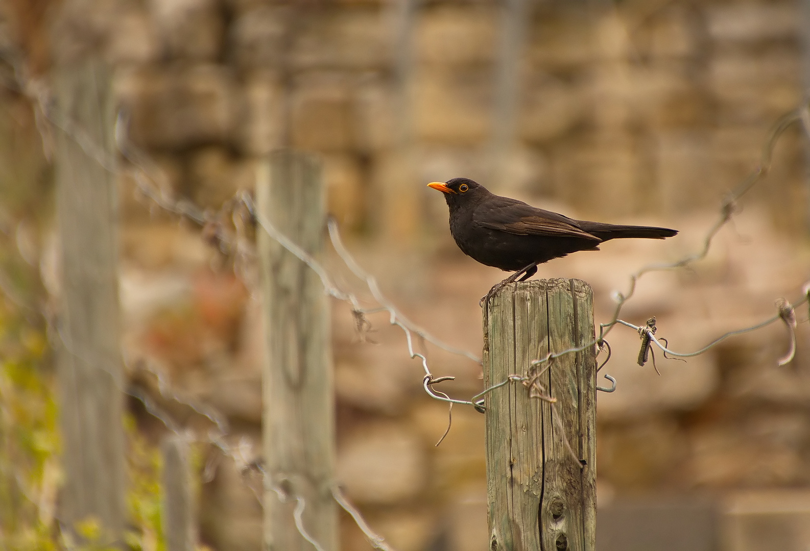 Amsel im Weinberg