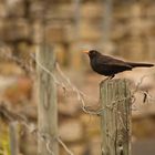 Amsel im Weinberg