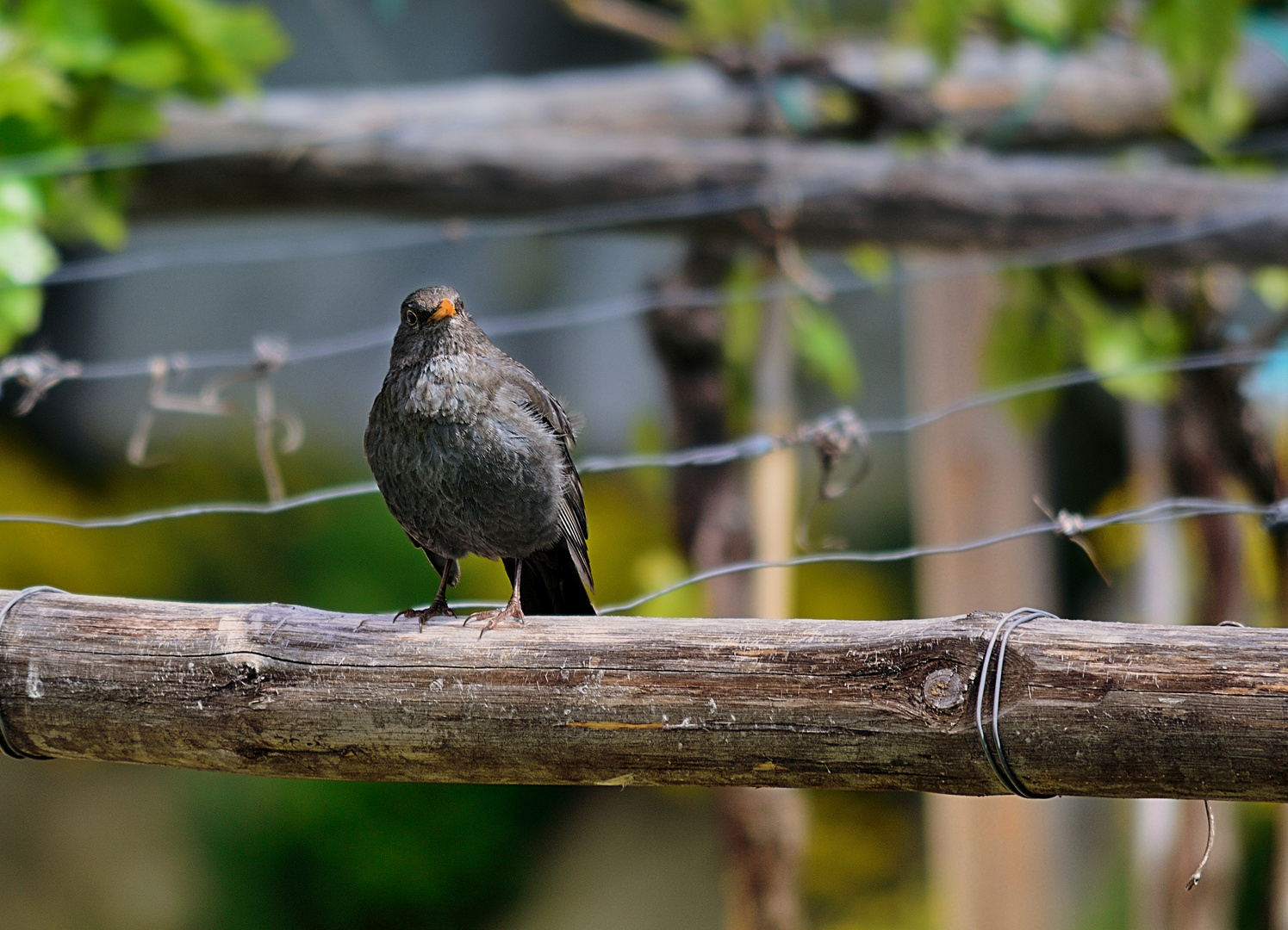 Amsel im Weinberg