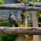 Amsel im Weinberg