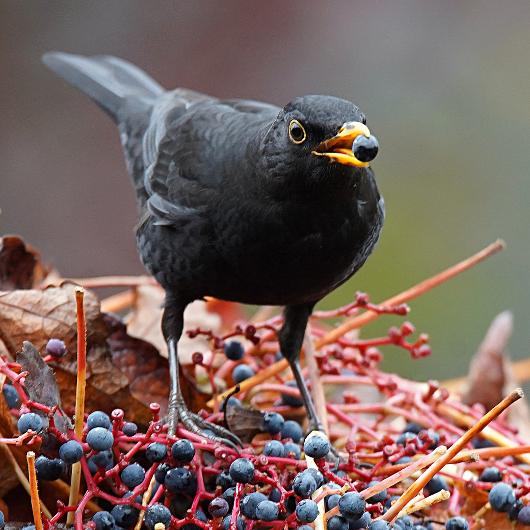 Amsel im Wilden Wein