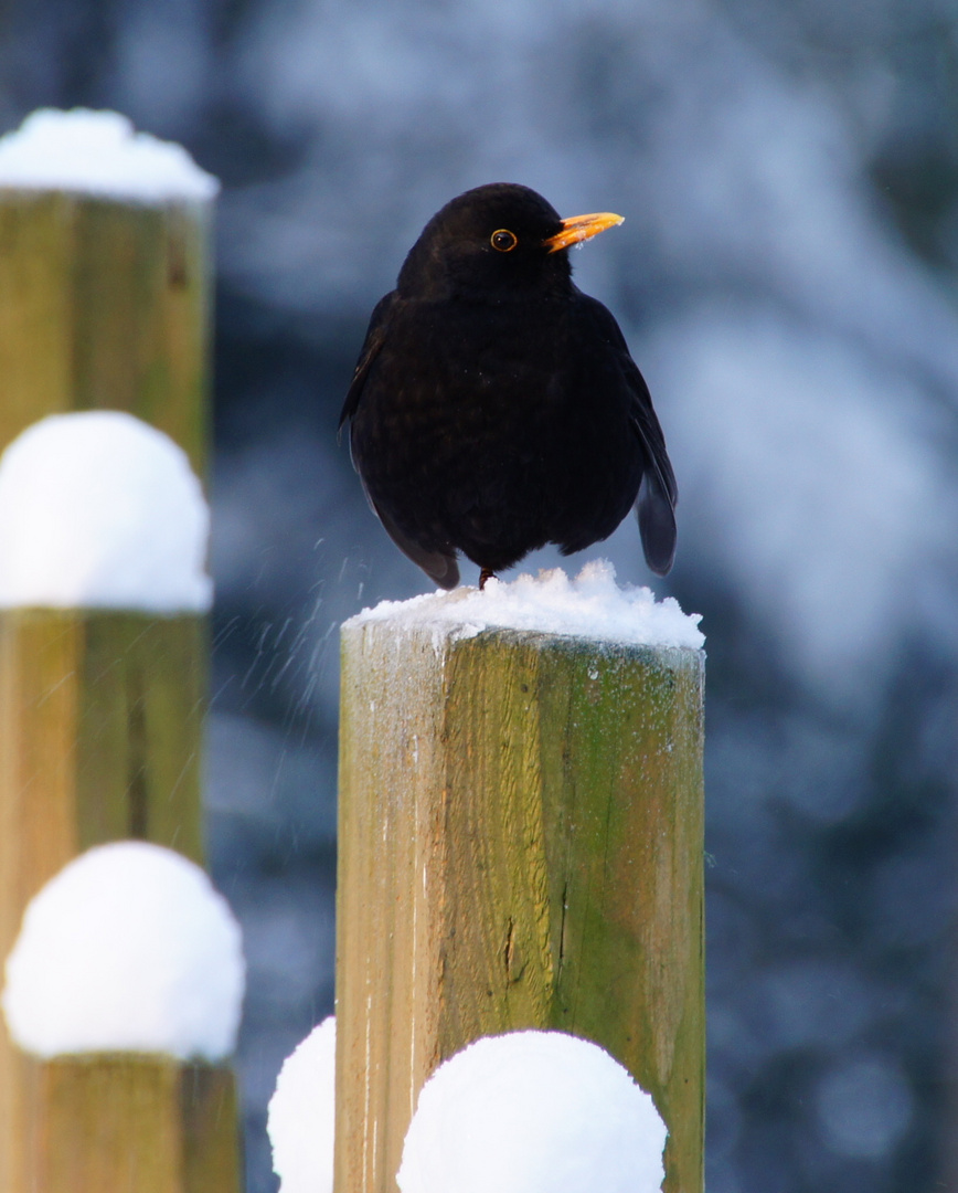 Amsel im Wildpark Lüneburger Heide