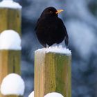 Amsel im Wildpark Lüneburger Heide