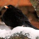 Amsel im Winter