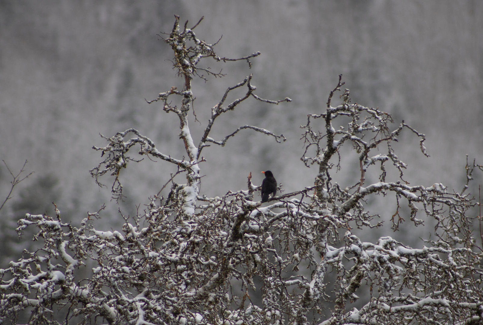 Amsel im Winter