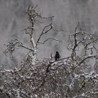 Amsel im Winter