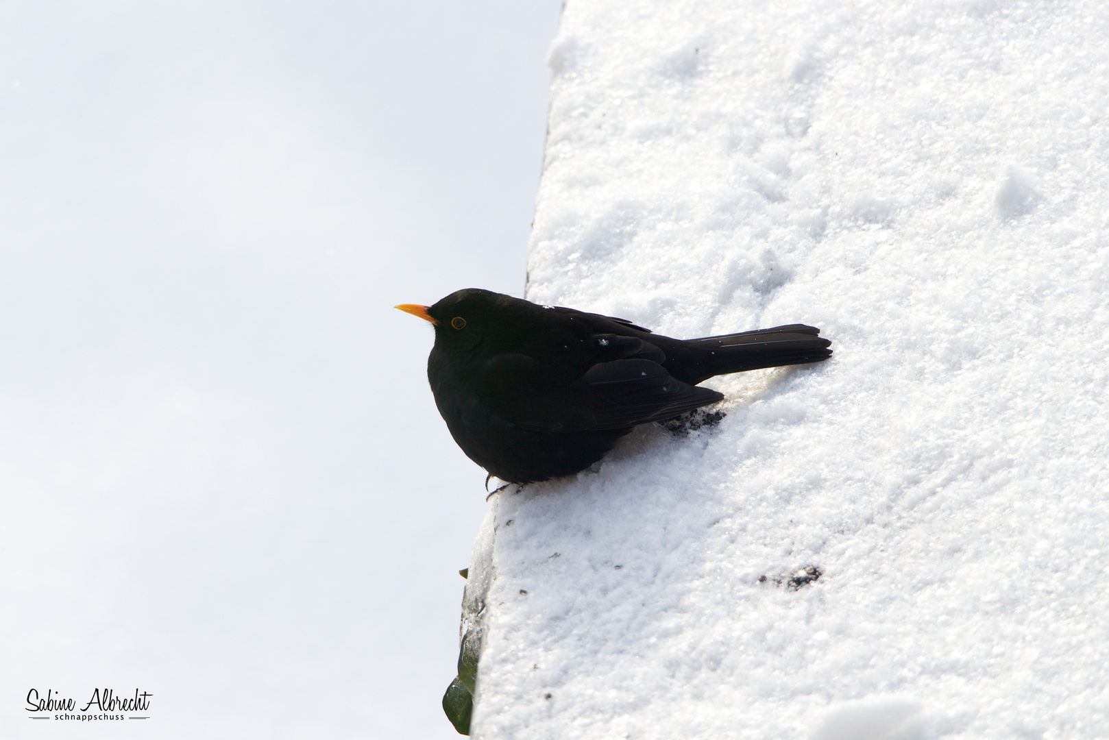 Amsel im Winter