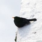 Amsel im Winter