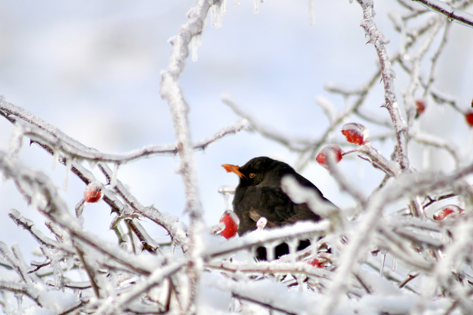 Amsel im Winter 