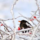 Amsel im Winter 