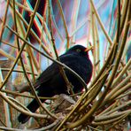 Amsel im Winter