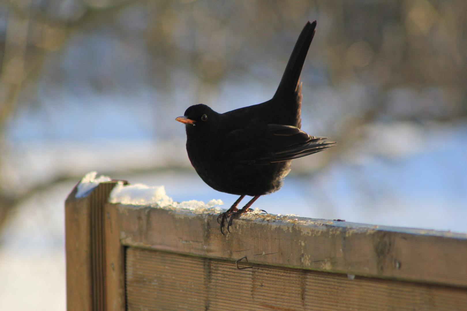 Amsel im Winter