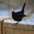 Amsel im Winter