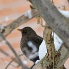 Amsel im Winter