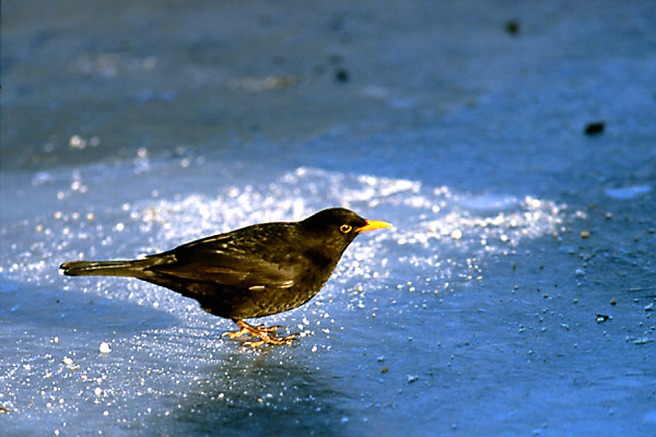 Amsel im Winter