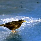 Amsel im Winter