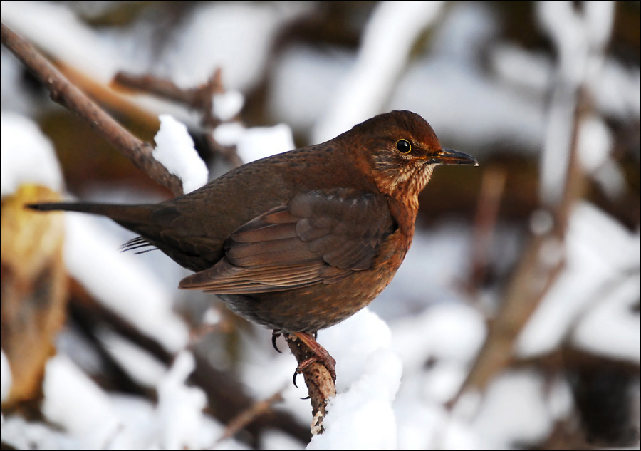 Amsel im Winter