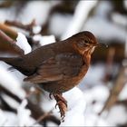 Amsel im Winter