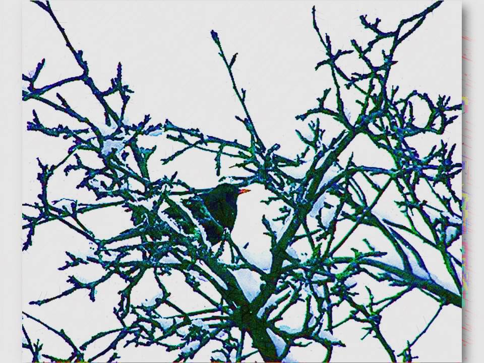 Amsel im Winter