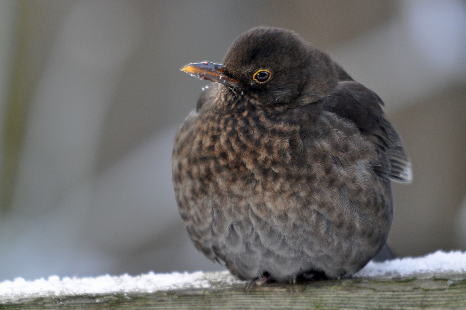 Amsel im Winter