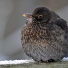 Amsel im Winter