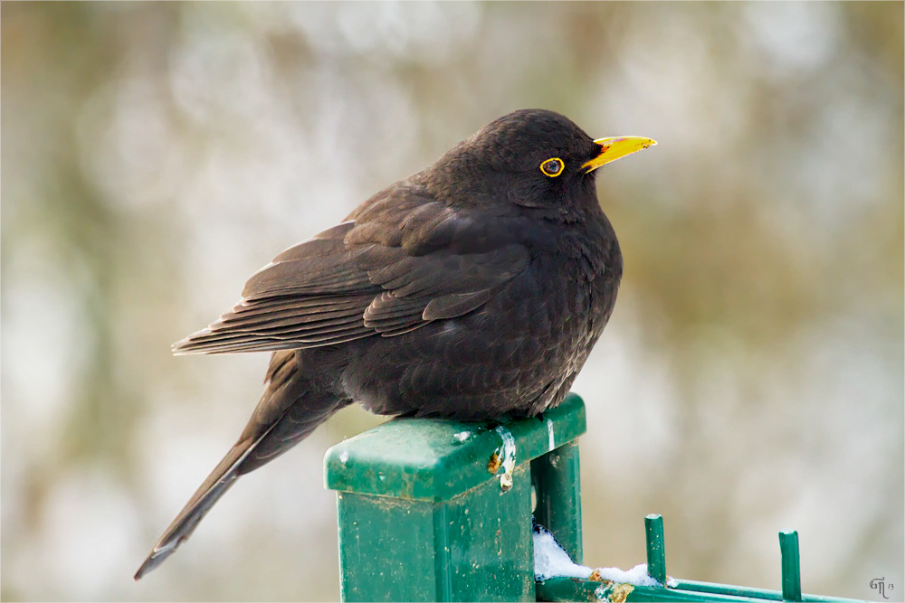 Amsel im Winter