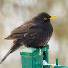 Amsel im Winter