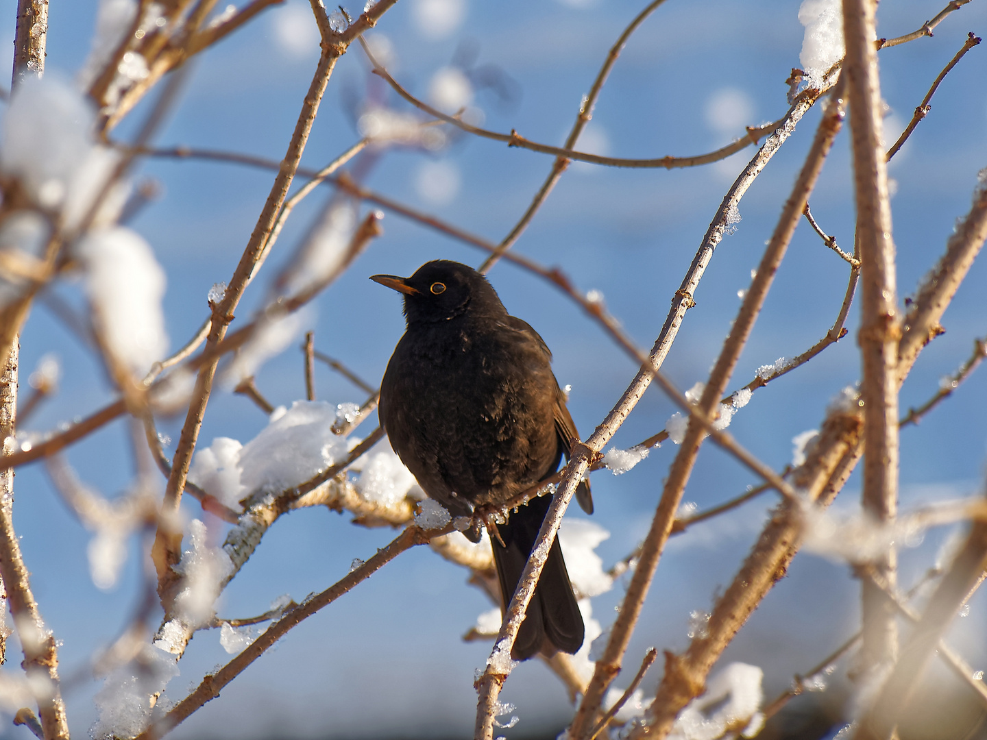 Amsel im Winter Wonderland